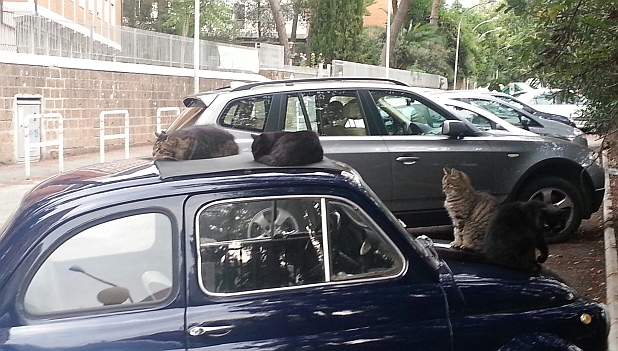 Cats On Cars